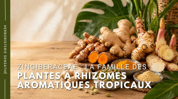 Zingiberaceae  La famille des plantes à rhizomes aromatiques tropicaux - Herboristerie Sensathé